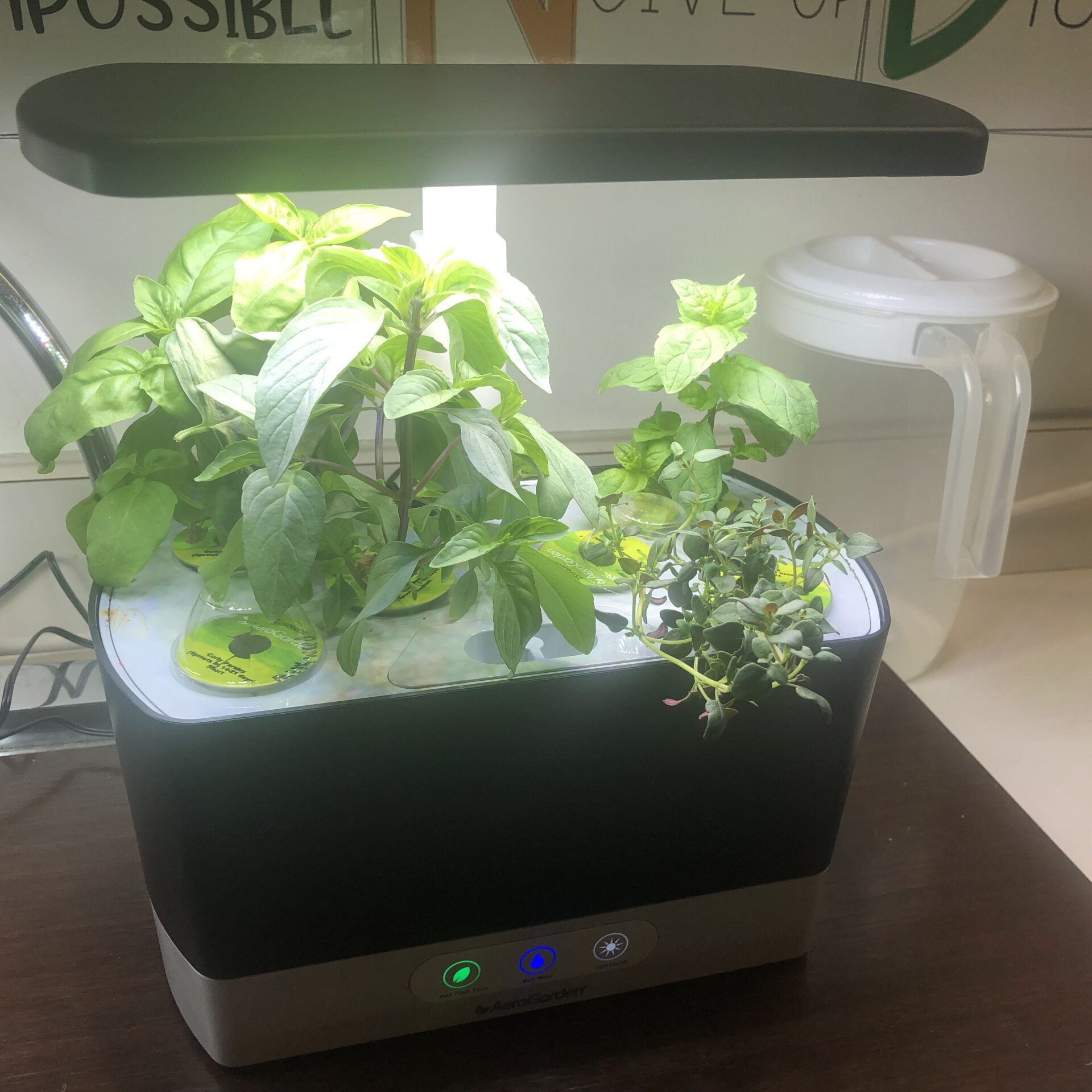 Mrs. Voicheck's Plants 4.9.24