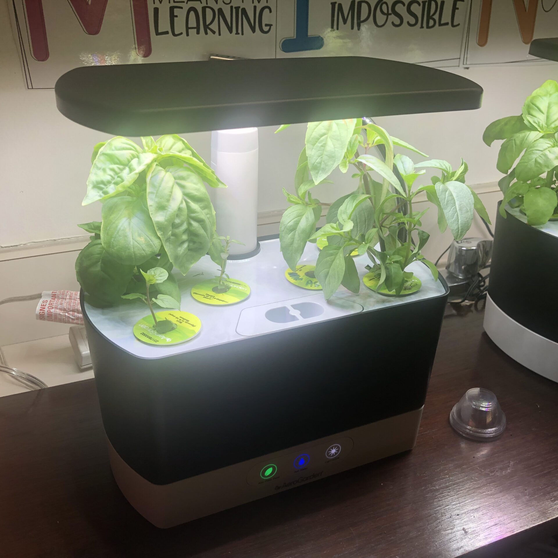 Mrs. Voicheck's Plants 4.9.24