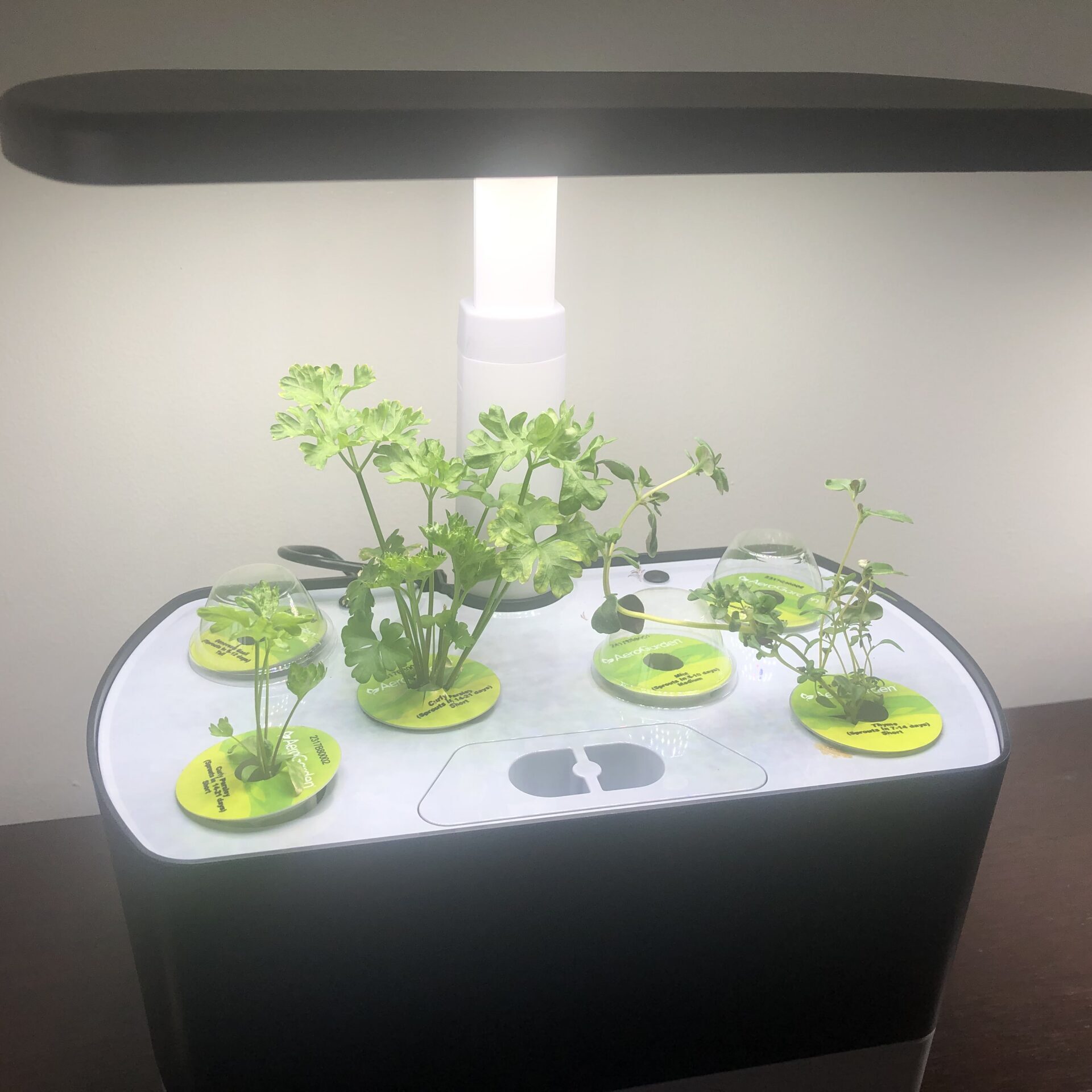 Mrs. Voicheck's Plants 4.9.24