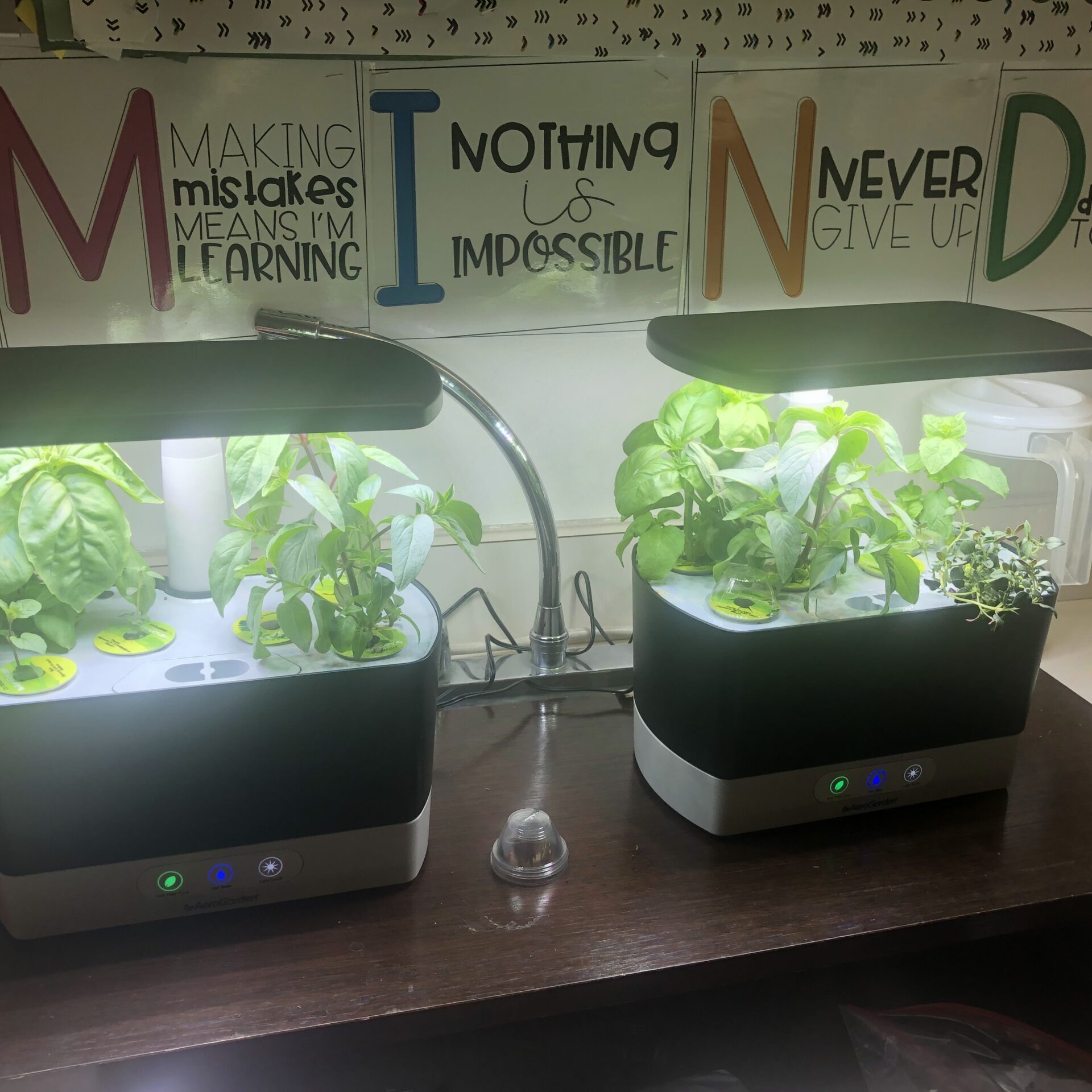 Mrs. Voicheck's Plants 4.9.24