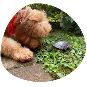 Ken meeting Kevin, MSW's courtyard turtle